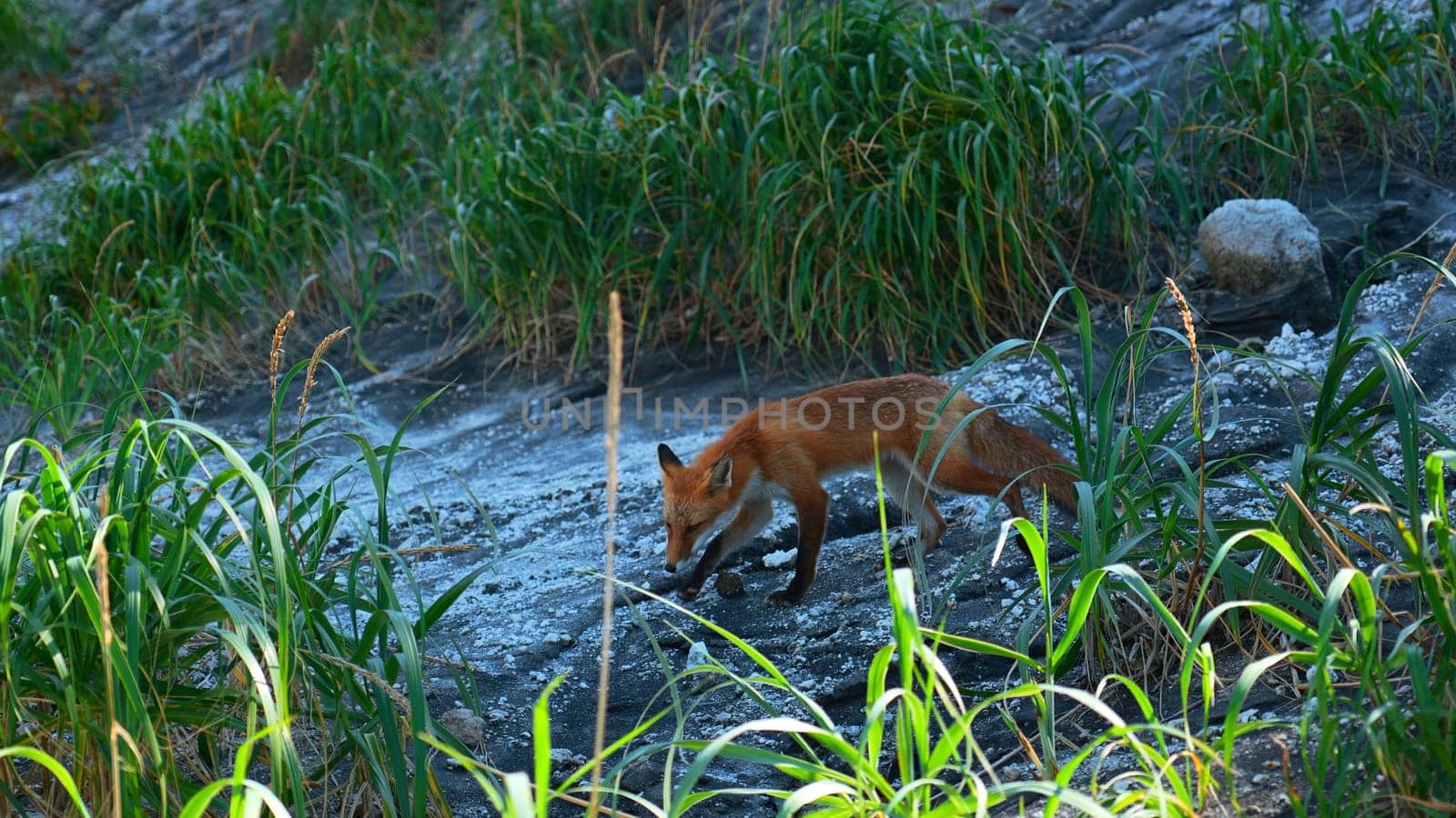 Red fox in grass. Clip. Red fox runs along stone slope with green grass. Shooting wildlife with red fox and tall green grass.