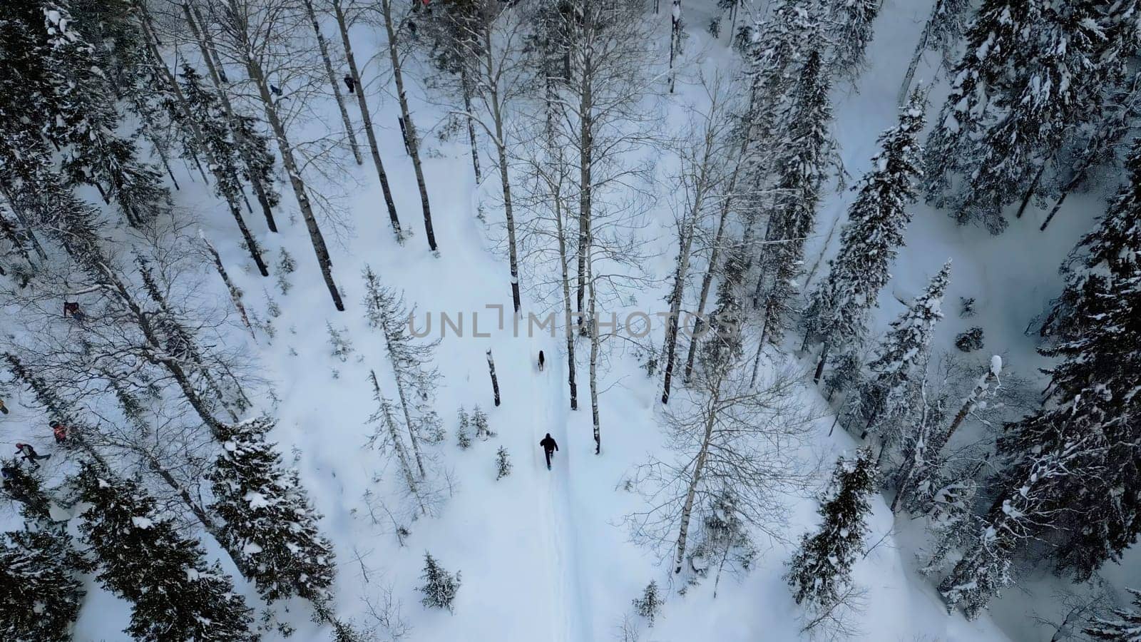 Aerial view of a man walking with his dog in deep snow in Austria. Clip. Scenic view of pine tree forest and snow covered ground