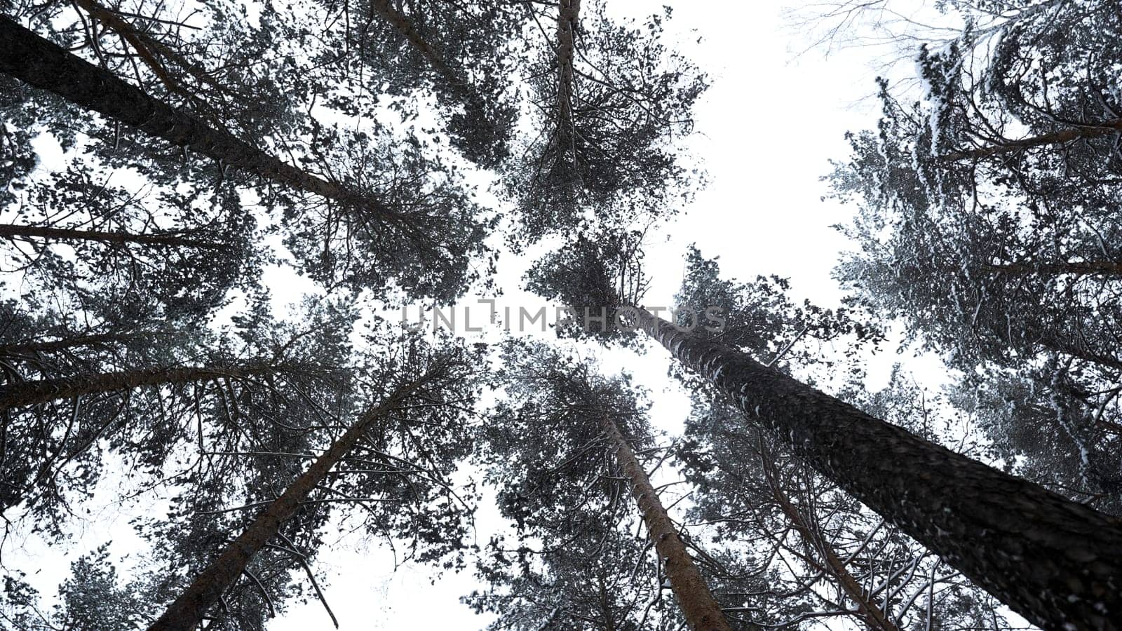 Trees and trunks covered with snow and ice, bottom view. Media. Beautiful tree crowns in winter landscape