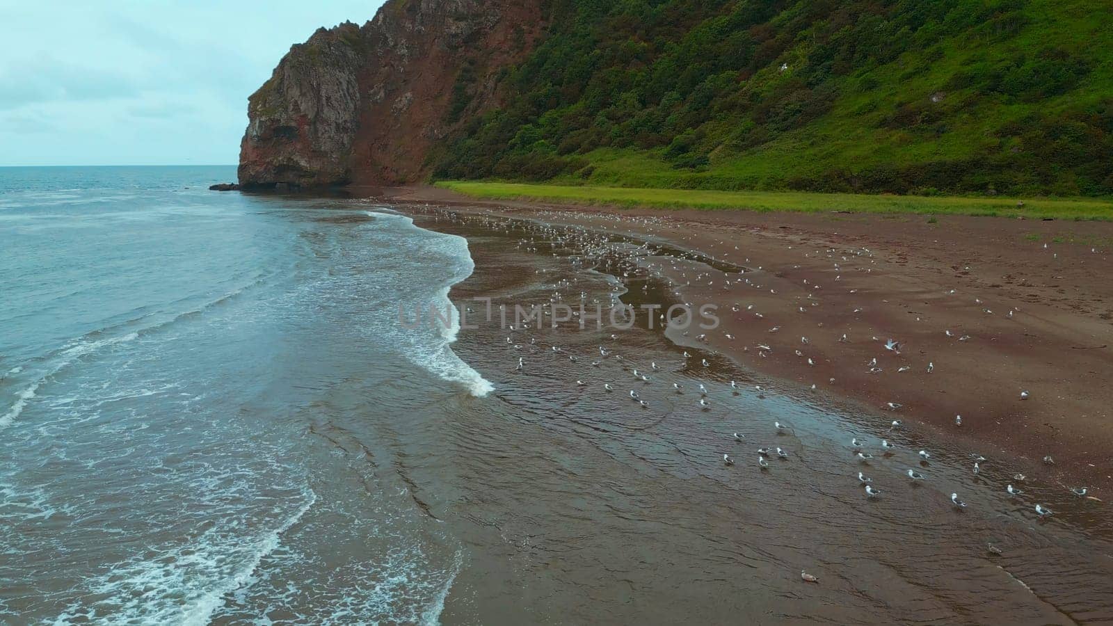 Top view of seagulls on seashore with mountains. Clip. Wild beach on north coast with flock of seagulls. Marine fauna with flocks of seagulls on northern coast with mountains.