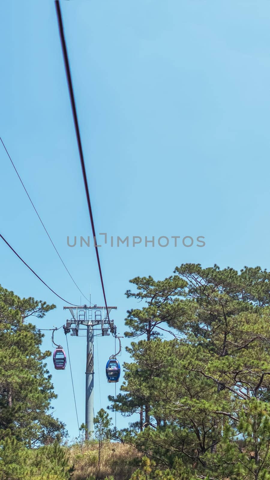 Fresh evergreen energy. Mountains pine forest. Nature background. Vietnam Dalat Amazing atmosphere.