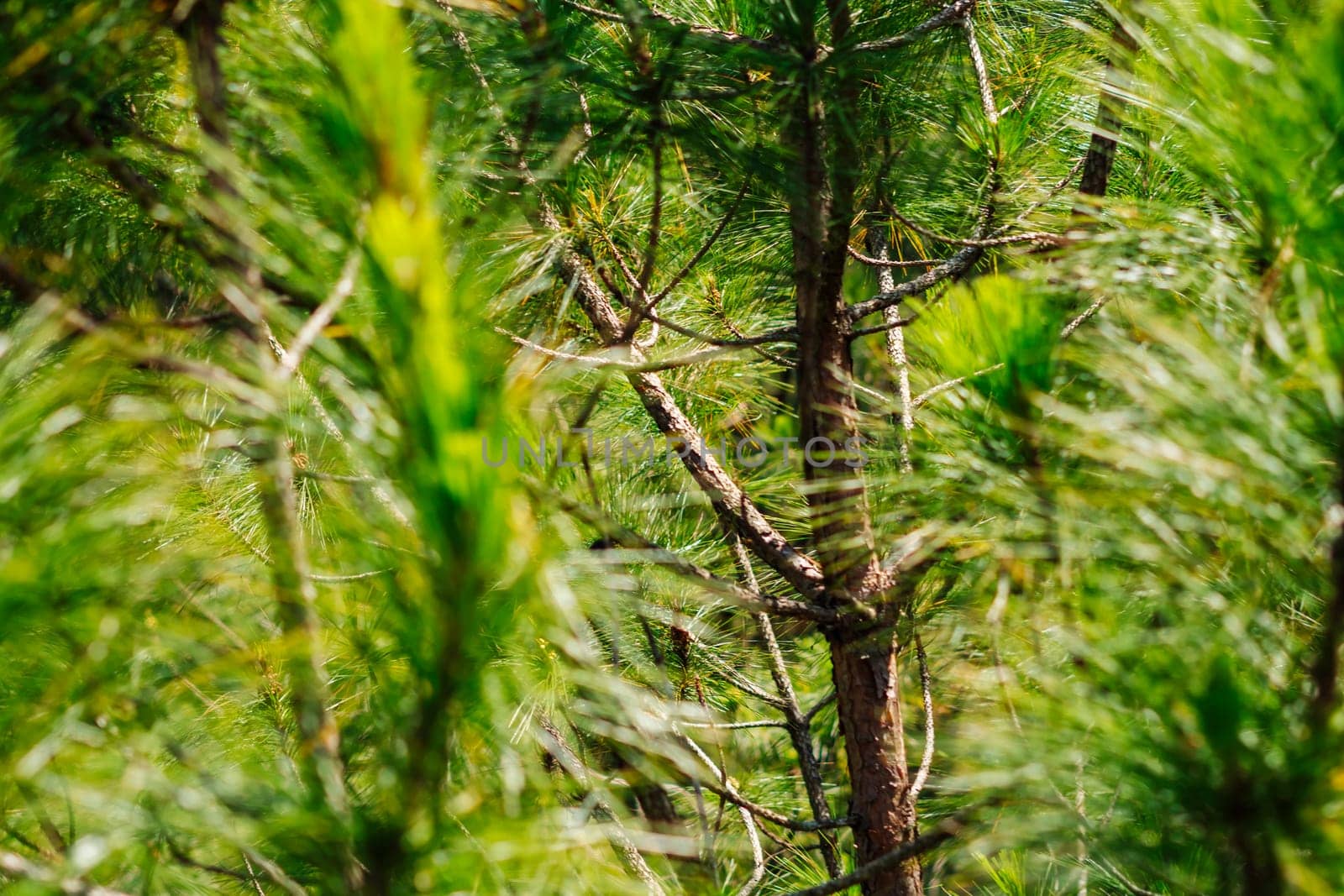 Bright green young pines sun day. Needles branches close up. Coniferous forest. Vietnam Dalat pine wood atmosphere.