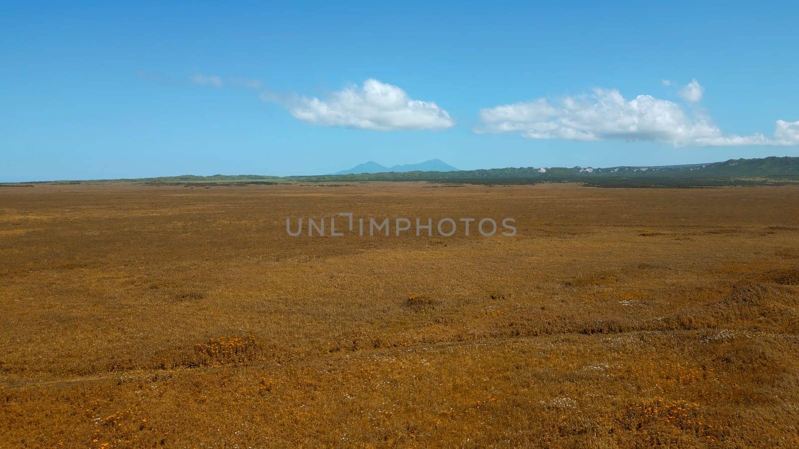 Drone flying over yellow meadow during the summer day. Clip. Endless valley on a blue cloudy sky background. by Mediawhalestock