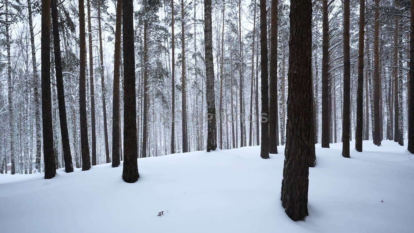 Beautiful view in forest with tree trunks on winter day. Media. Calming view of winter forest with falling snow. Beautiful landscape in winter forest during snowfall by Mediawhalestock