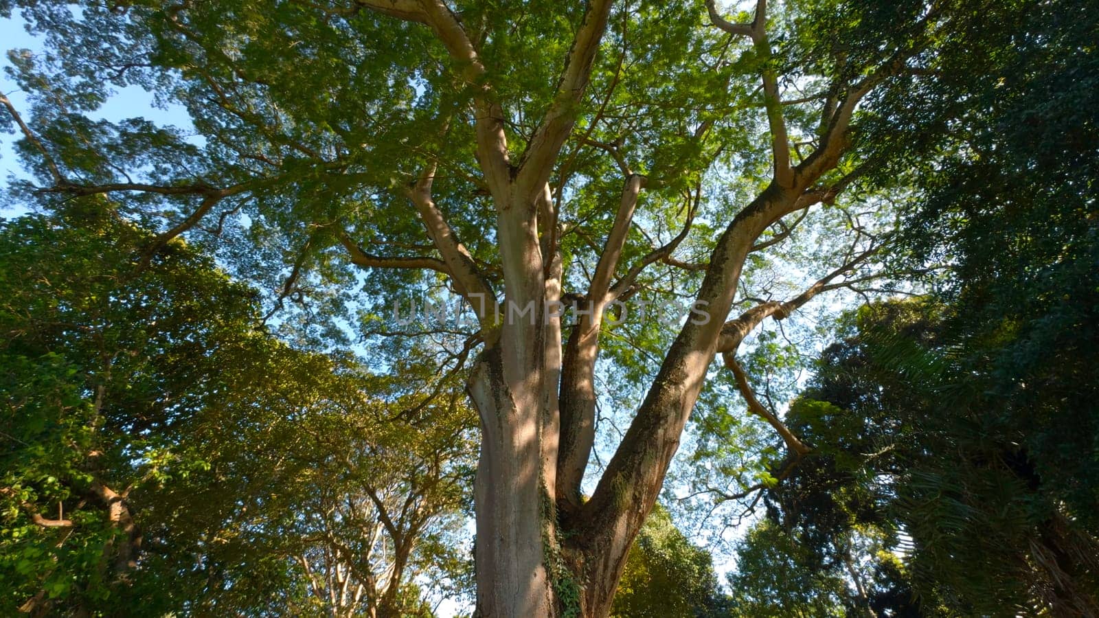 Beautiful trees in park on sunny summer day. Action. Beautiful soothing landscape of green park with large trees on sunny day. Well-maintained park with green trees on sunny summer day.