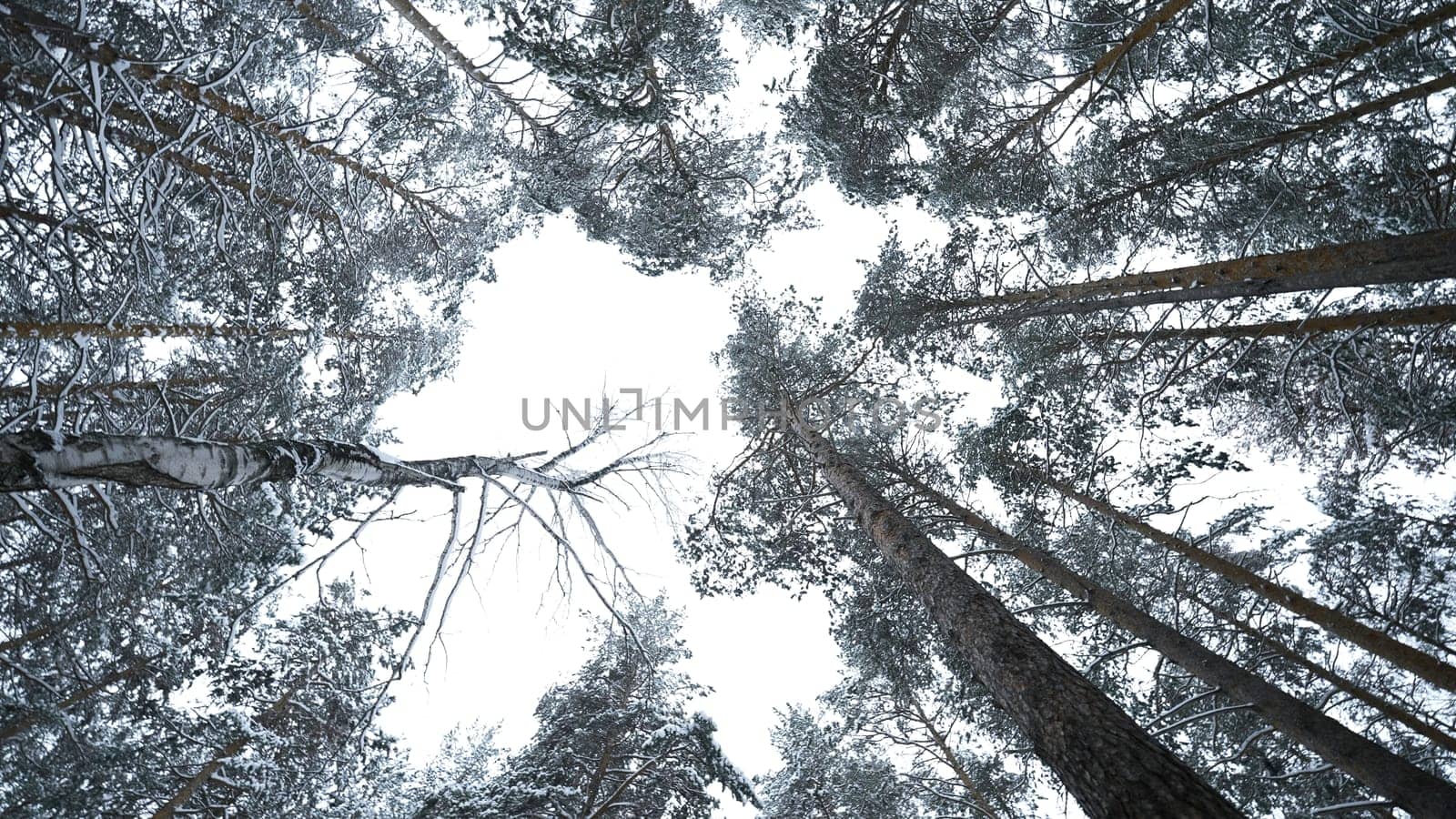 Dizzying view of winter trees. Media. Beautiful view from below of tree crowns in winter forest. Beautiful rotating view of treetops in winter by Mediawhalestock