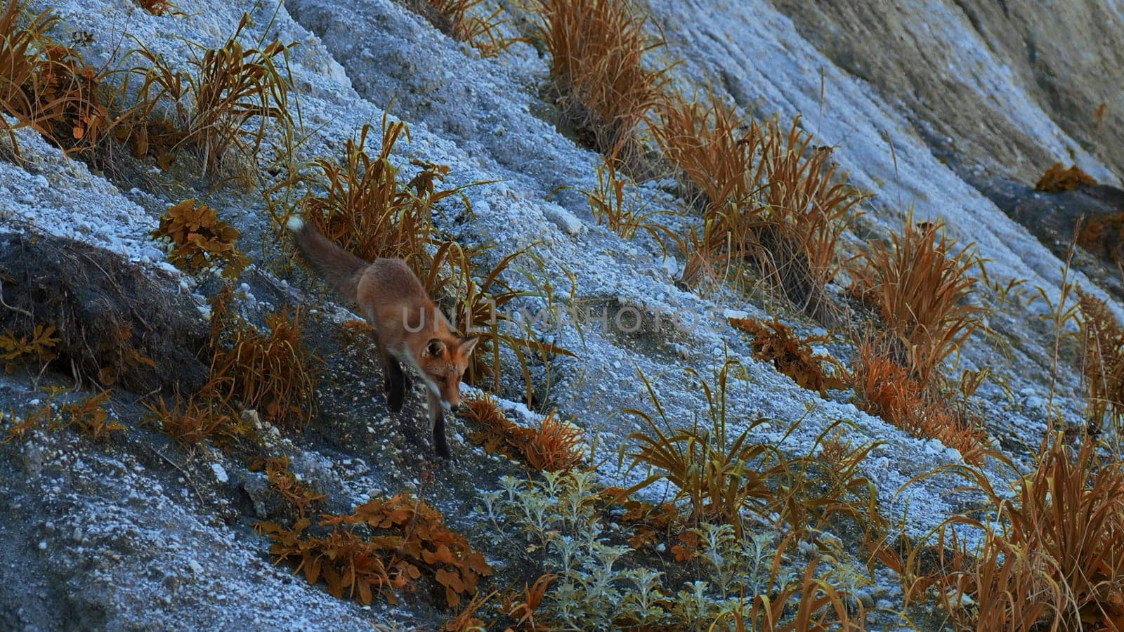 Beautiful red fox with prey in autumn grass. Clip. Fox took food in its mouth and took it away. Wild fox prey in environment with autumn grass on rocky slope.