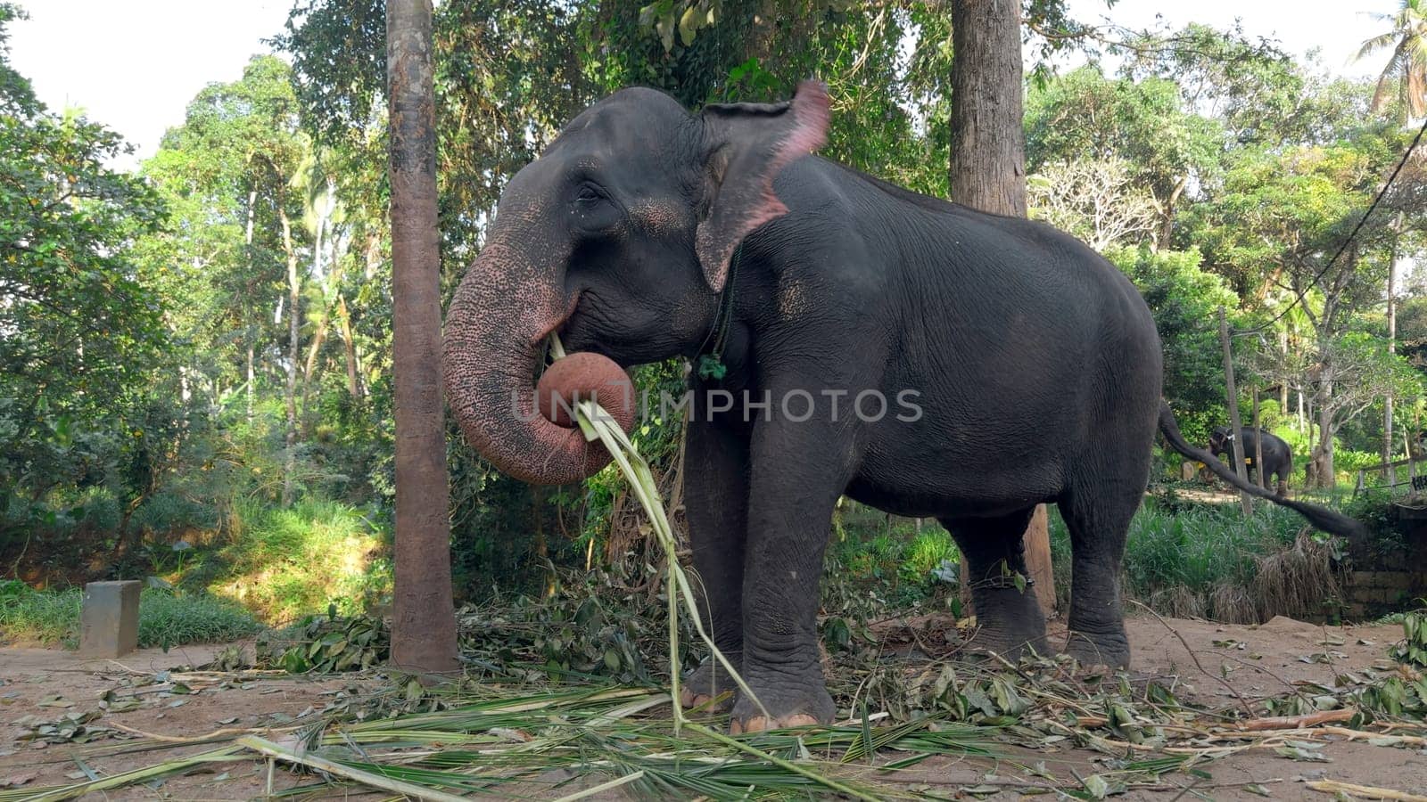 Elephant eats reeds in jungle. Action. Elephant farm for tourists in southern country. Elephants eat cane on farm by Mediawhalestock