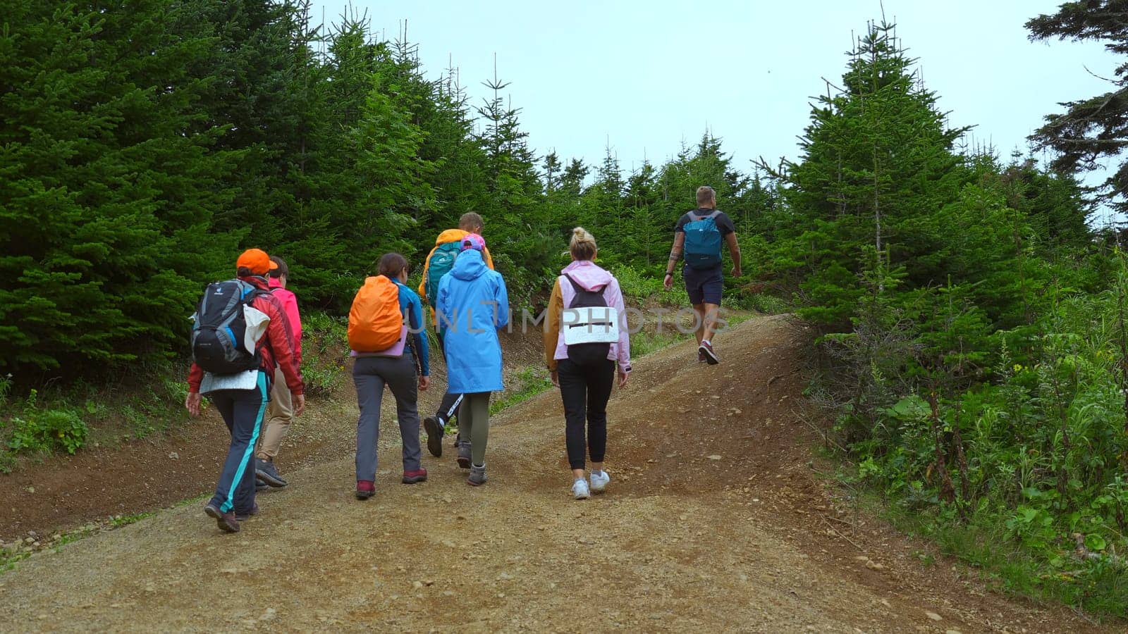 Tourists climb road in green forest area. Clip. Group of people is walking along road among green fir trees. Hikers travel in group on road in wooded area on cloudy day.