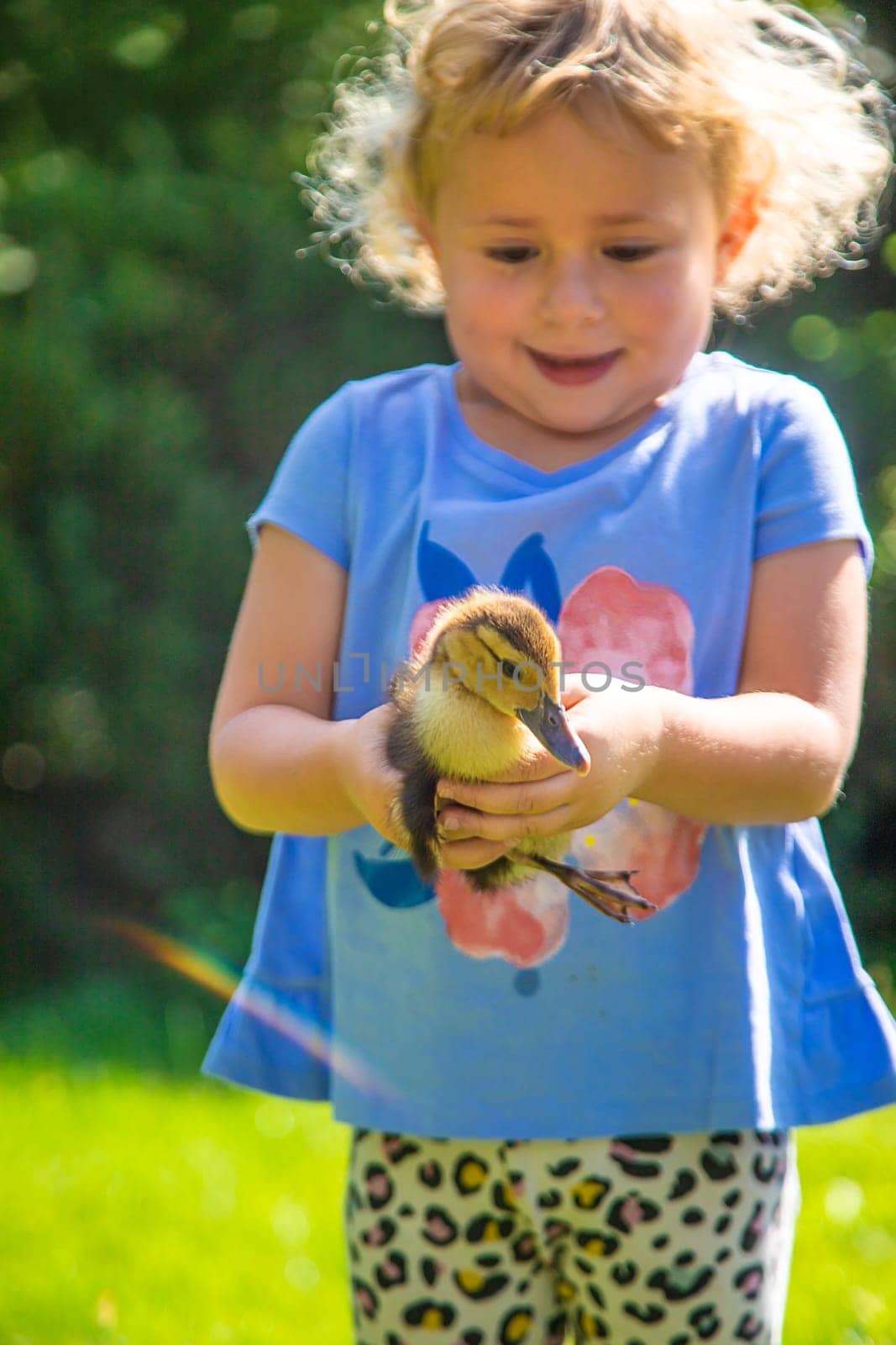 A child plays with a duckling. Selective focus. animal.