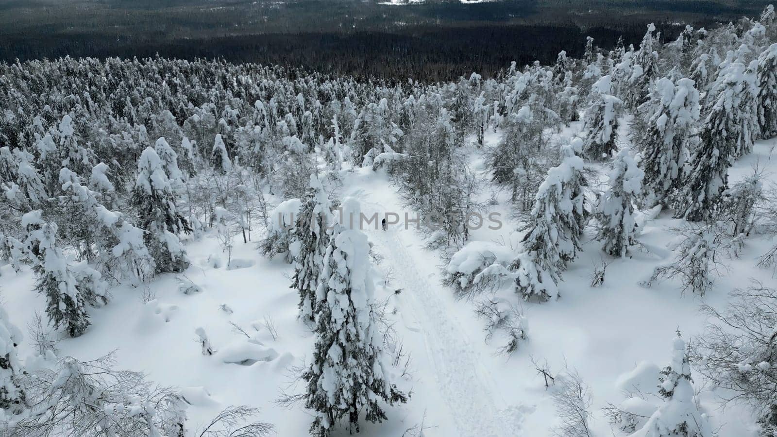 Aerial top down view of hikers walking one by one in winter forest. Clip. Travelers exploring snowy forest