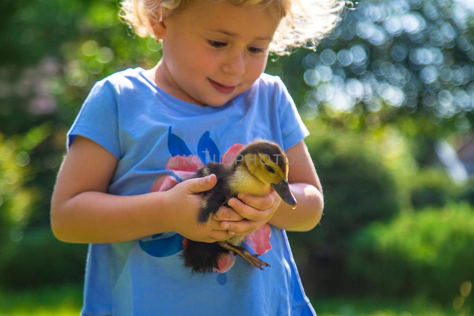 A child plays with a duckling. Selective focus. animal.