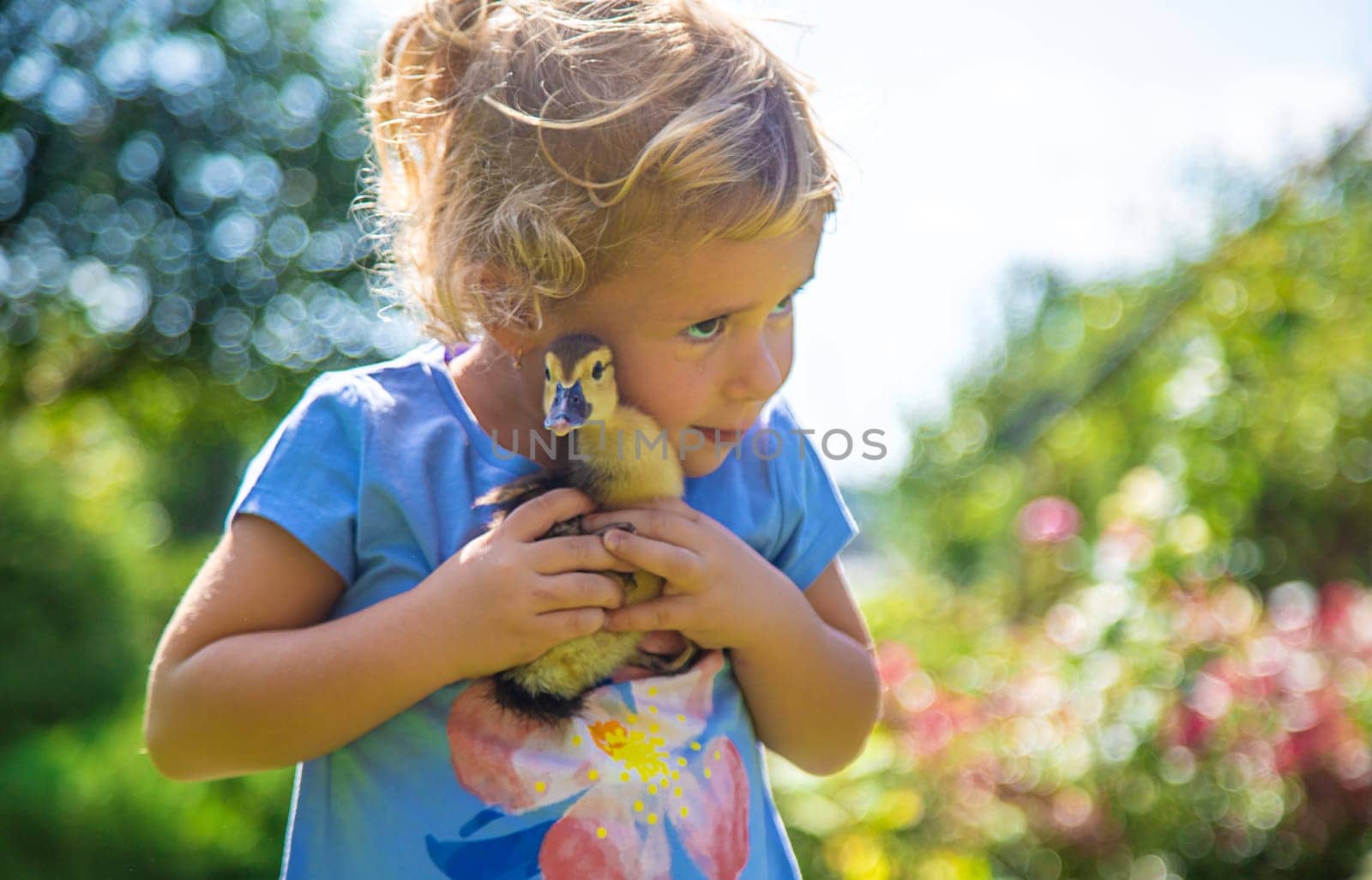 A child plays with a duckling. Selective focus. by yanadjana