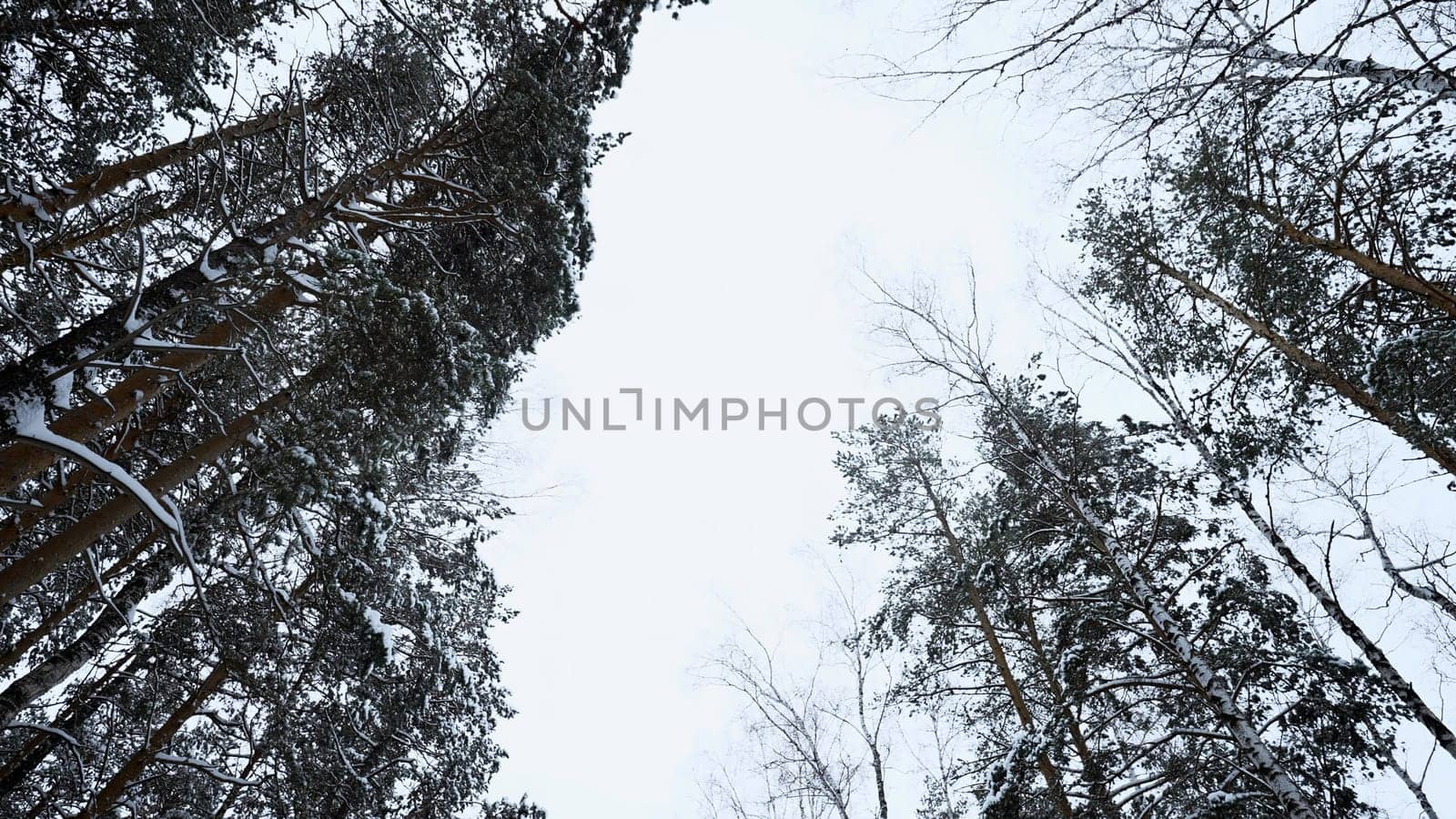 Trunks and tops of the high pines in the winter snowy forest against the cloudy sky. Media. Bottom up view at overcast windy day. by Mediawhalestock