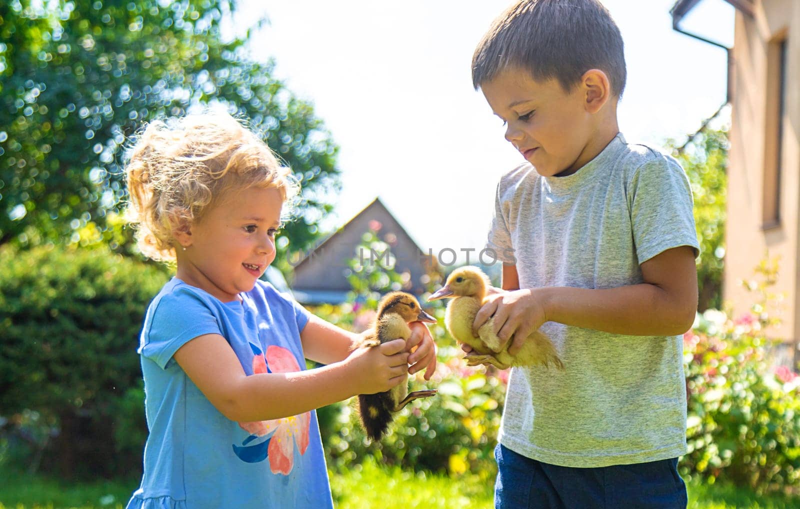 A child plays with a duckling. Selective focus. by yanadjana