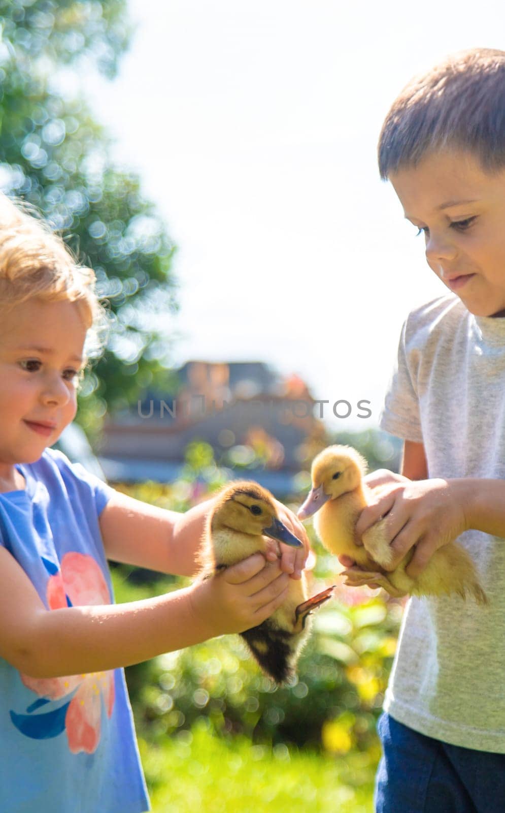 A child plays with a duckling. Selective focus. animal.