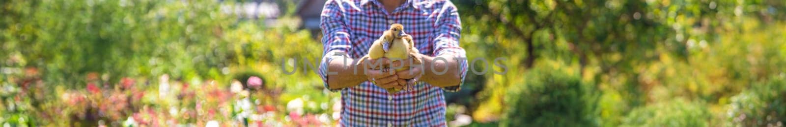 The farmer holds ducklings in his hands. Selective focus. by yanadjana