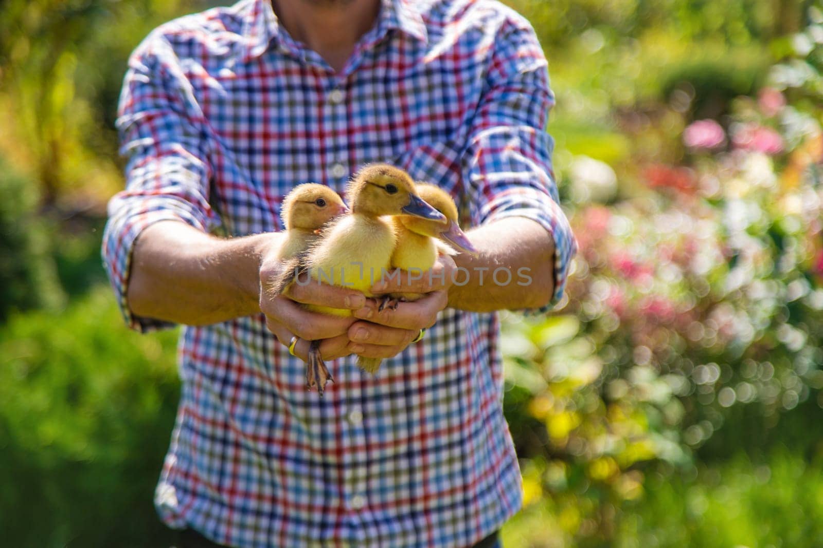 The farmer holds ducklings in his hands. Selective focus. by yanadjana
