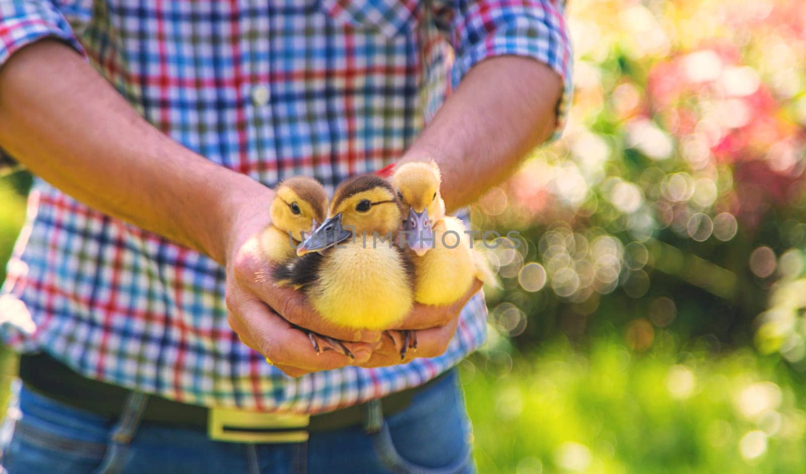 The farmer holds ducklings in his hands. Selective focus. animal.