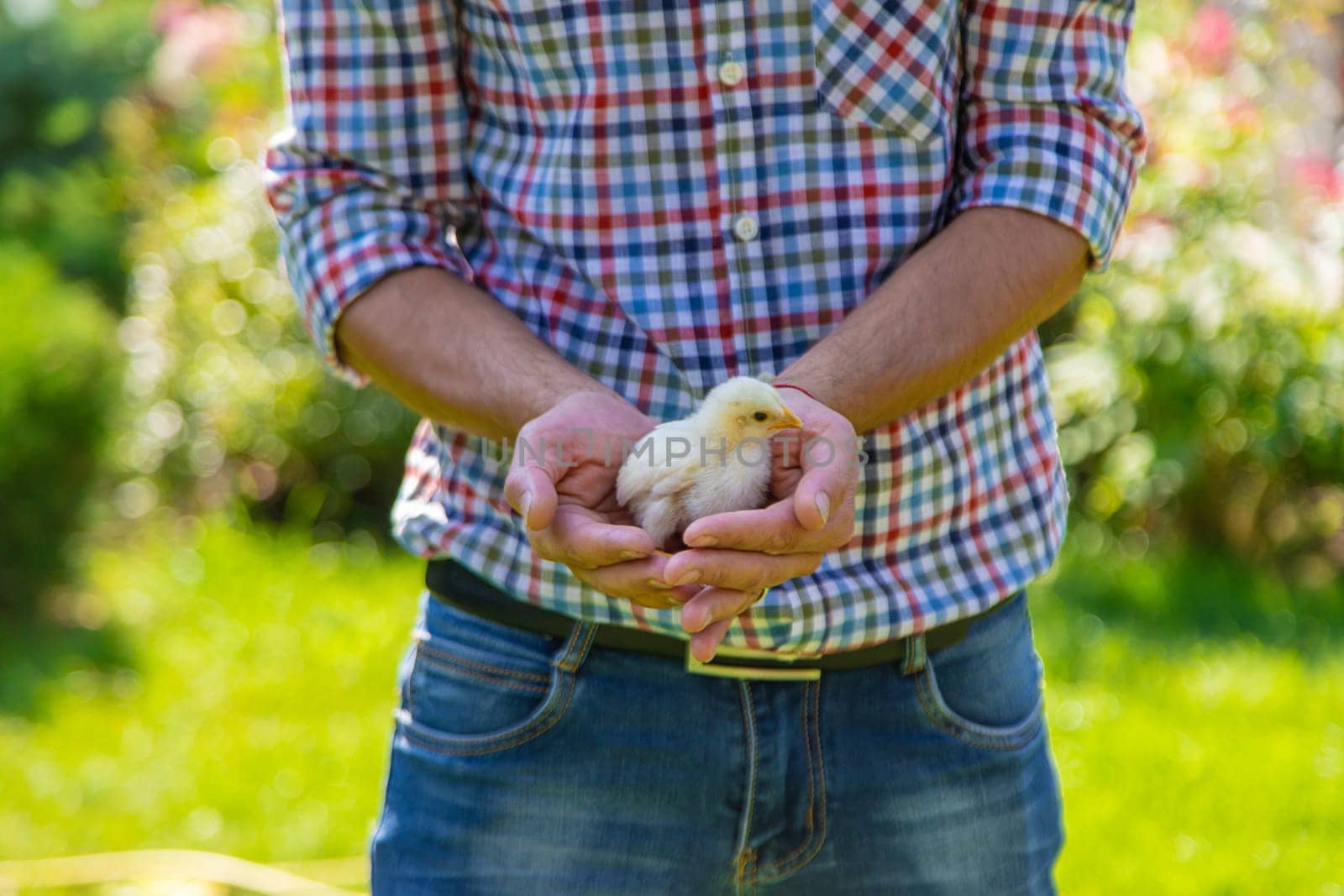 The farmer holds a chicken in his hands. Selective focus. by yanadjana