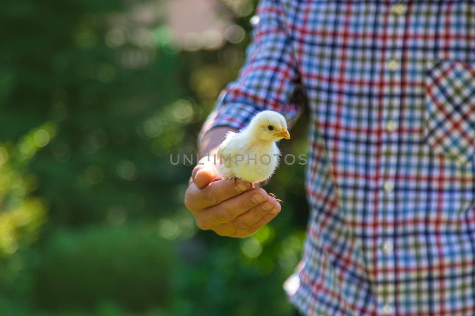 The farmer holds a chicken in his hands. Selective focus. animal.