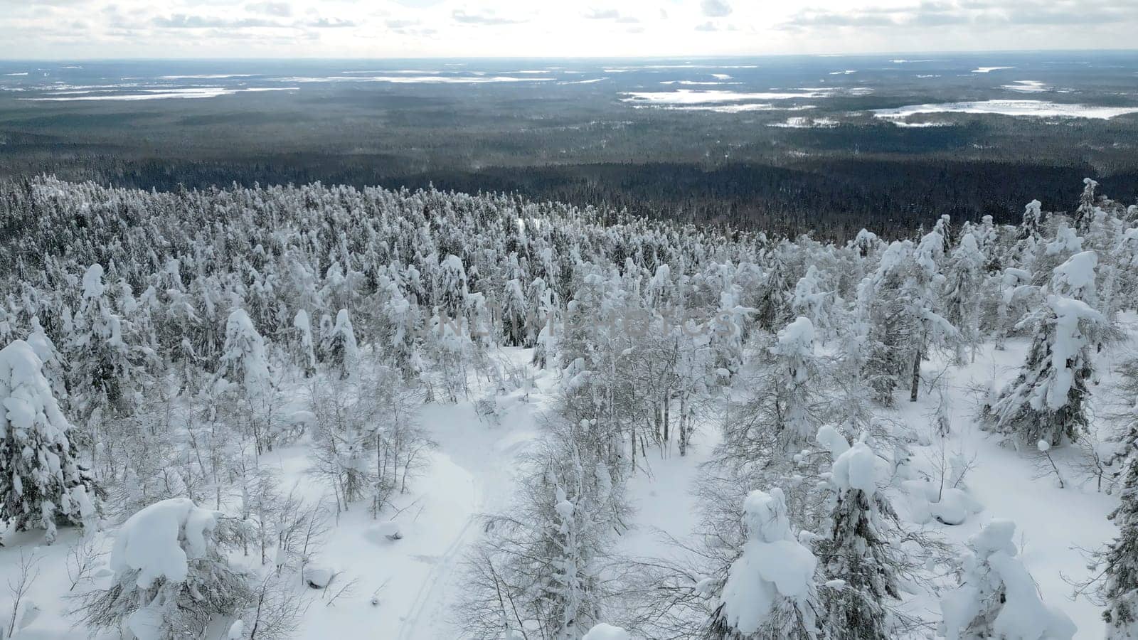 Aerial view of a people walking among snow covered pine trees in a winter forest. Clip. Concept of travelling and hiking