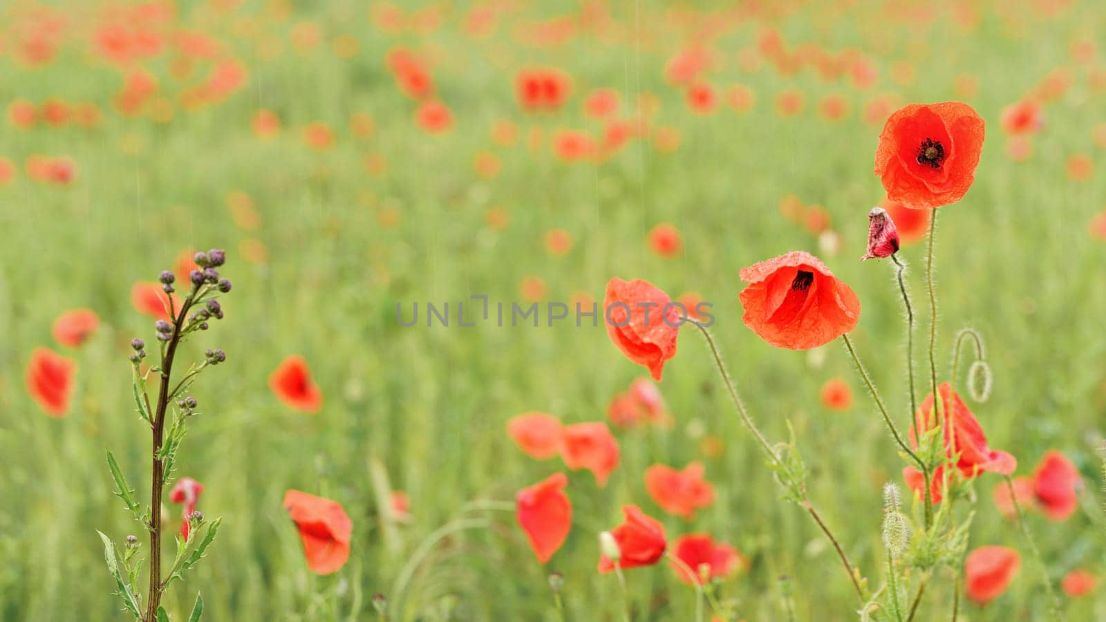 Rain falling on wild red poppies growing in filed of green unripe wheat by Ivanko