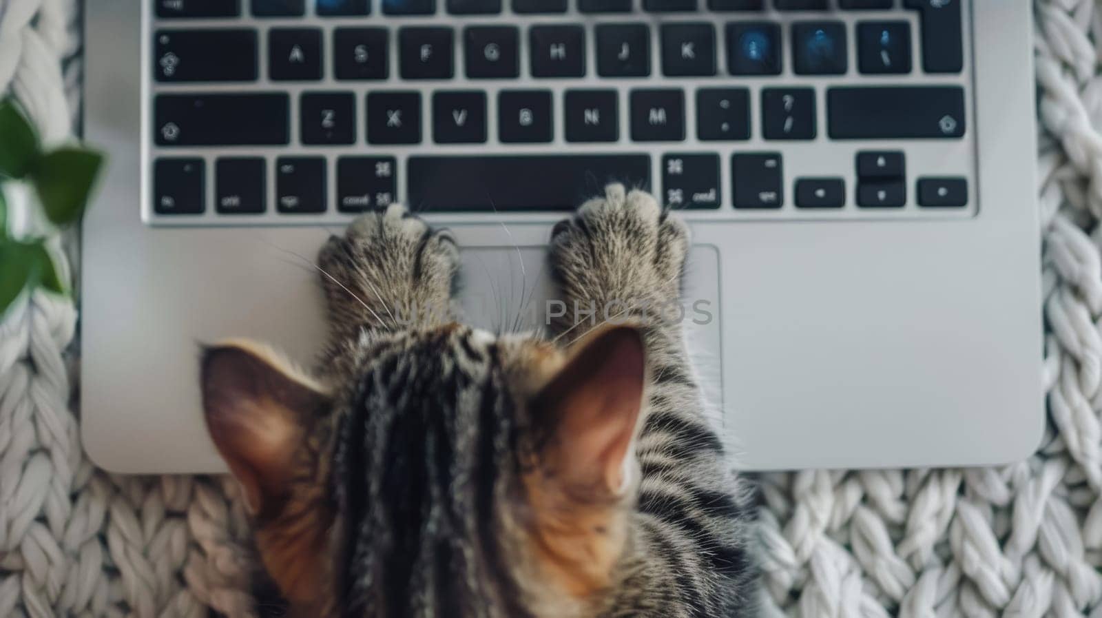 Cute cat in close up sitting with laptop. Online work and schooling. Generative AI.