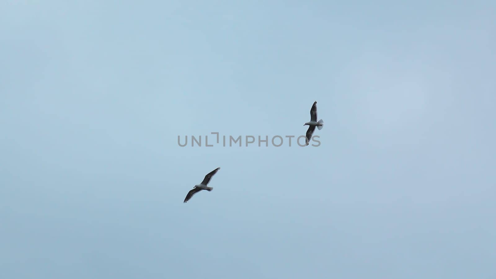 Beautiful view from below of flying seagull in sky. Clip. Flying seagull in cloudy sky. Beautiful flight of free seagull in sea on background cloudy sky.