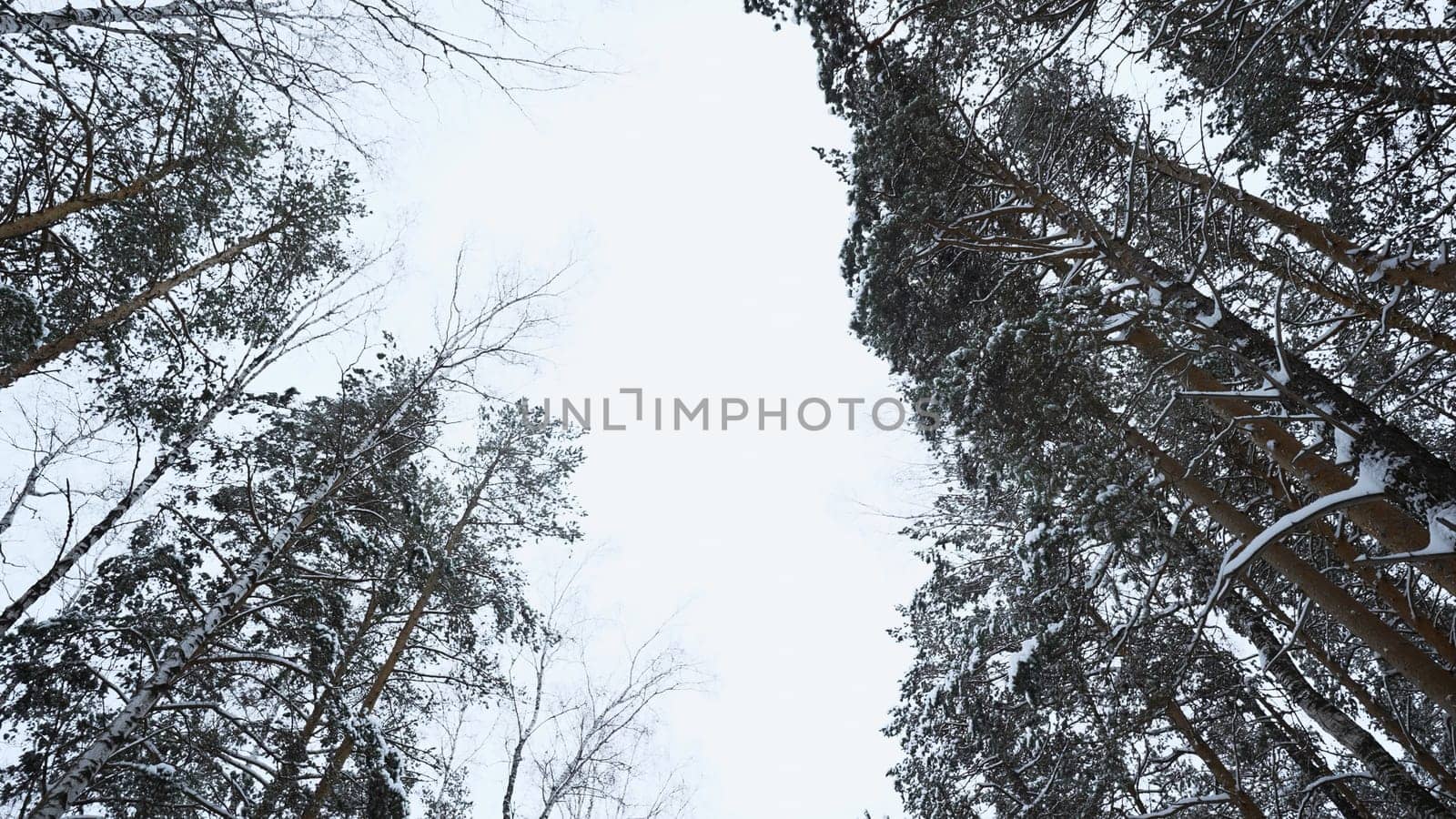 View from below of beautiful trees in winter forest on cloudy day. Media. Beautiful tree trunks with bare crowns on snowy winter day. Winter forest with trees in snow.