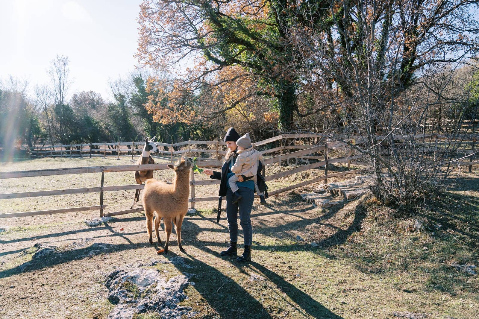 Mom with a little girl in her arms feeds green branches to a llama in the park. High quality photo
