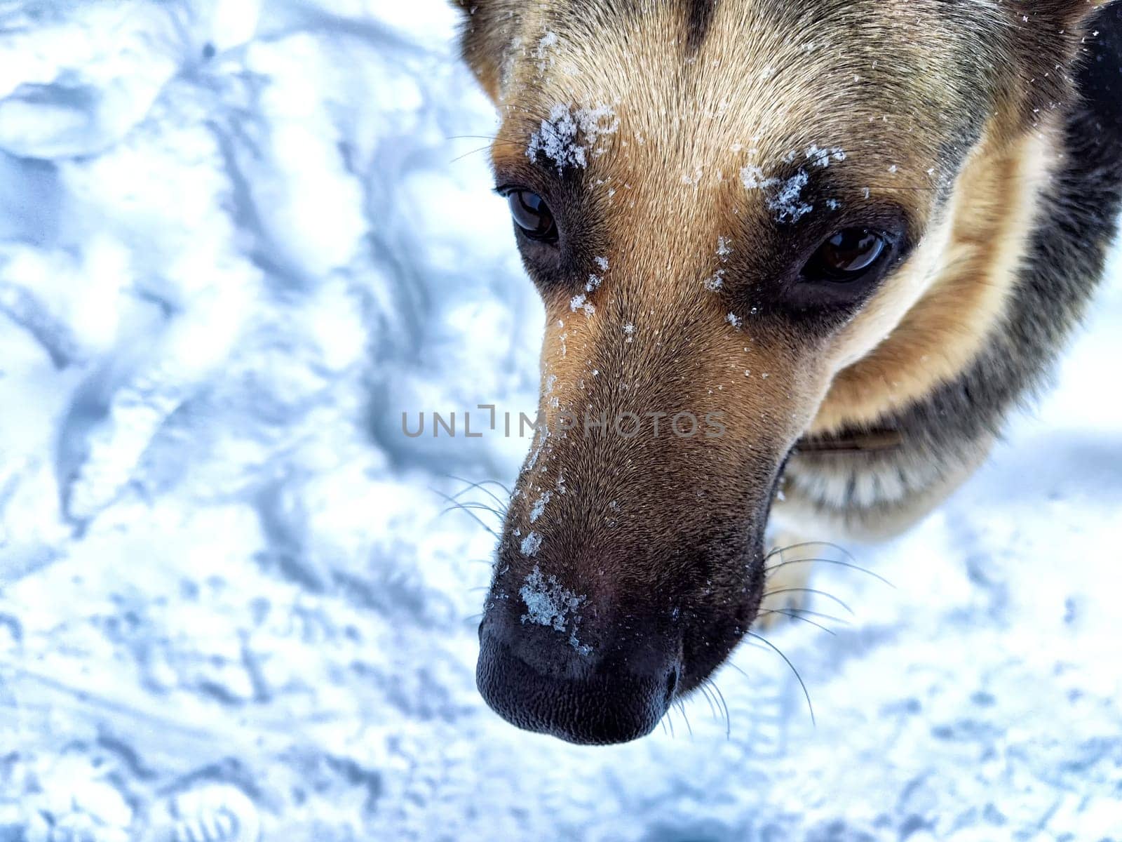 Dog German Shepherd in winter day and white snow arround. Waiting eastern European dog veo and white snow