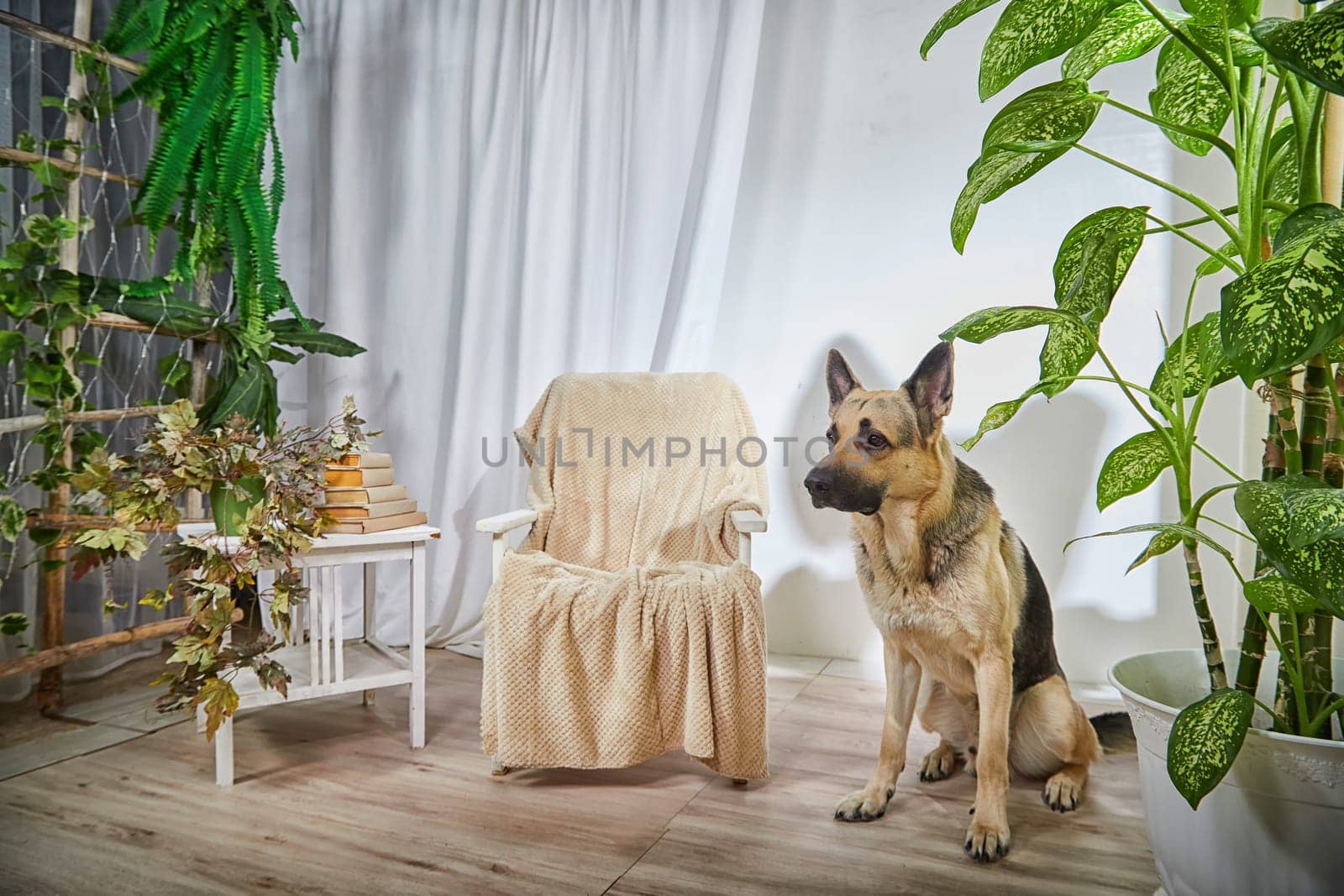 Dog German Shepherd inside of the room in pastel colors with plants and green flowers. Russian eastern European dog veo indoors