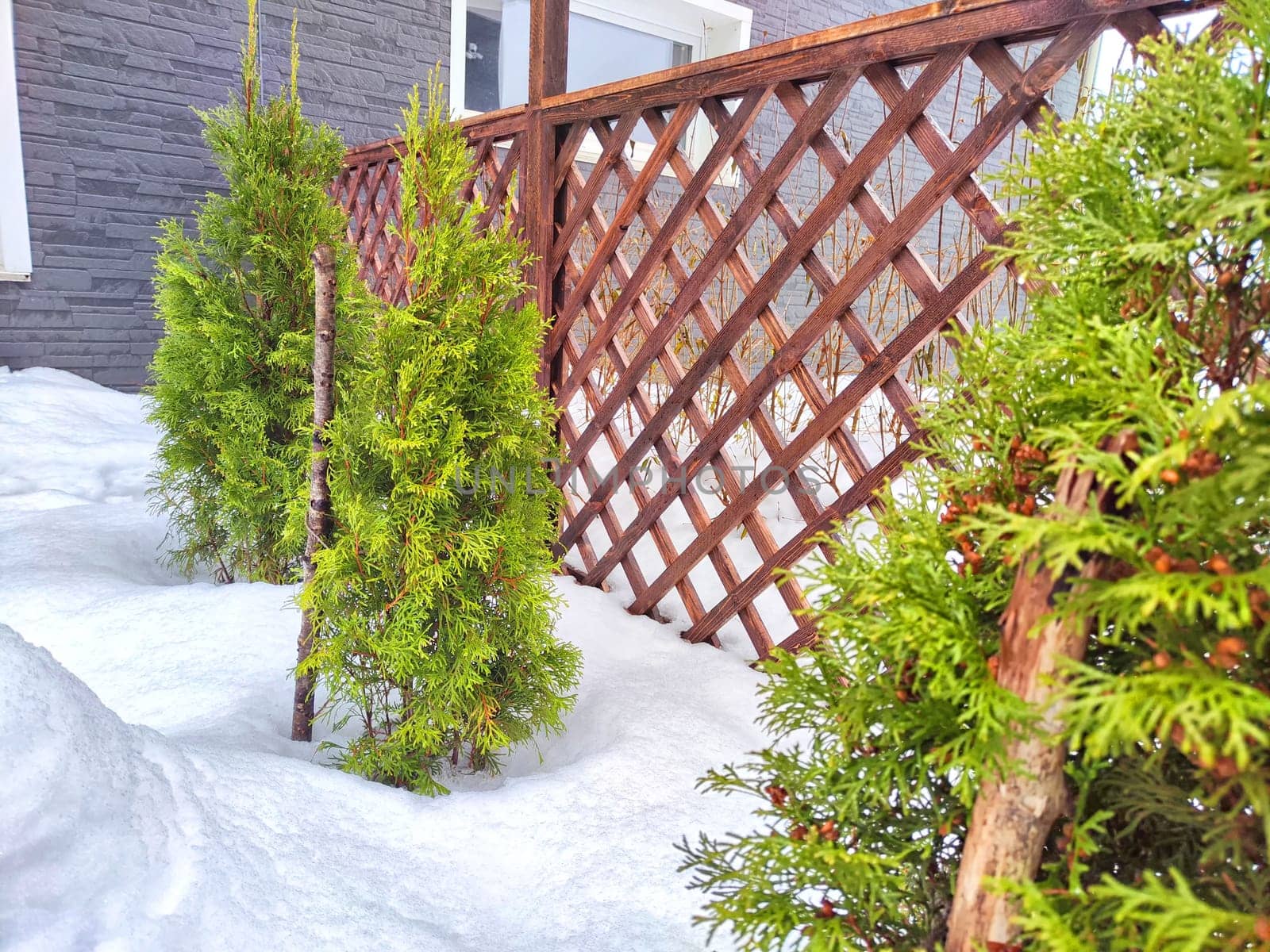 A small green tree grows beside sturdy wooden fence in a rural setting in winter day. Small Green Tree Next to Wooden Fence in snow. Thuja, spruce, pine, evergreen