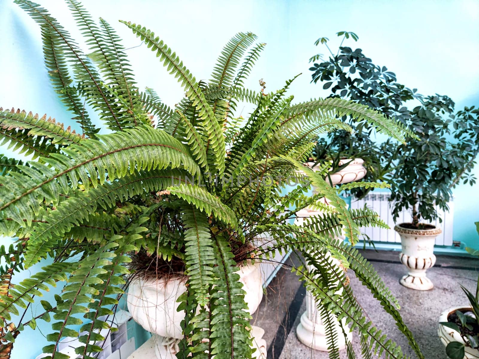 Swordfern Nephrolepis exaltata Called Boston fern also. A domestic plant