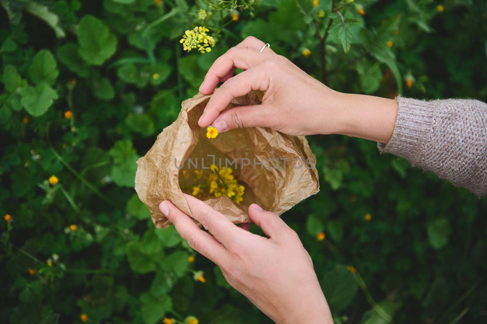 Close-up hands of a young woman gathering herbs and plants for medical use, collecting flowers in a paper bag outdoors by artgf