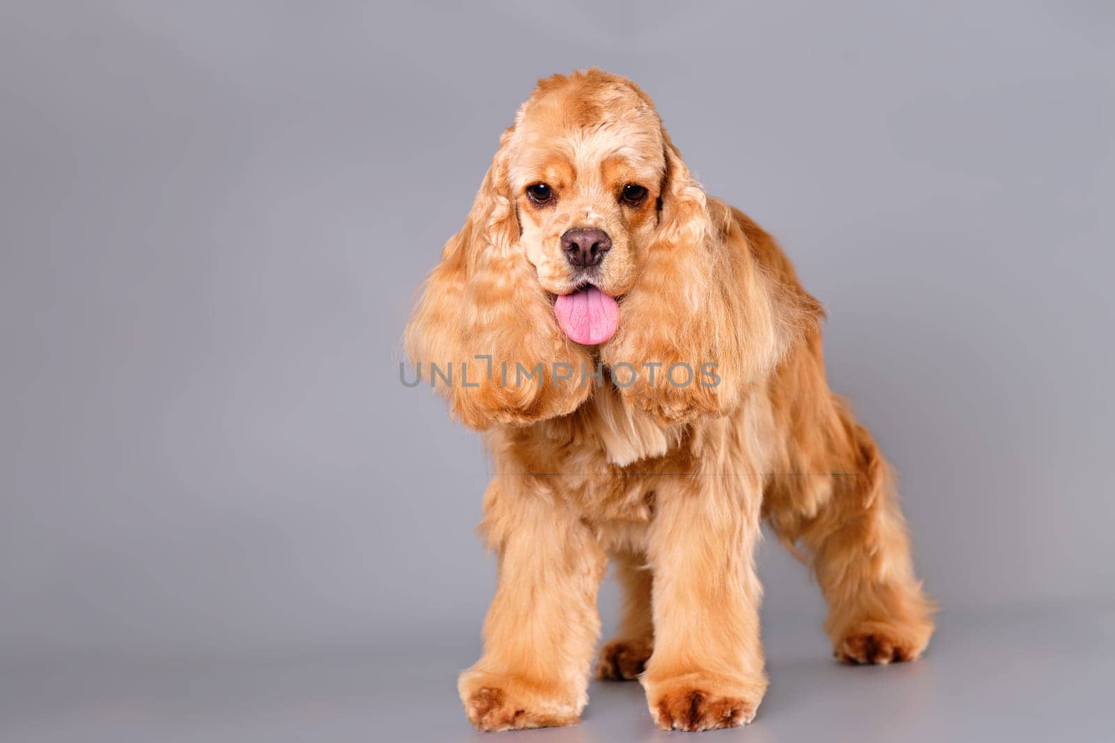 A dog American Cocker spaniel standing in front of a gray background