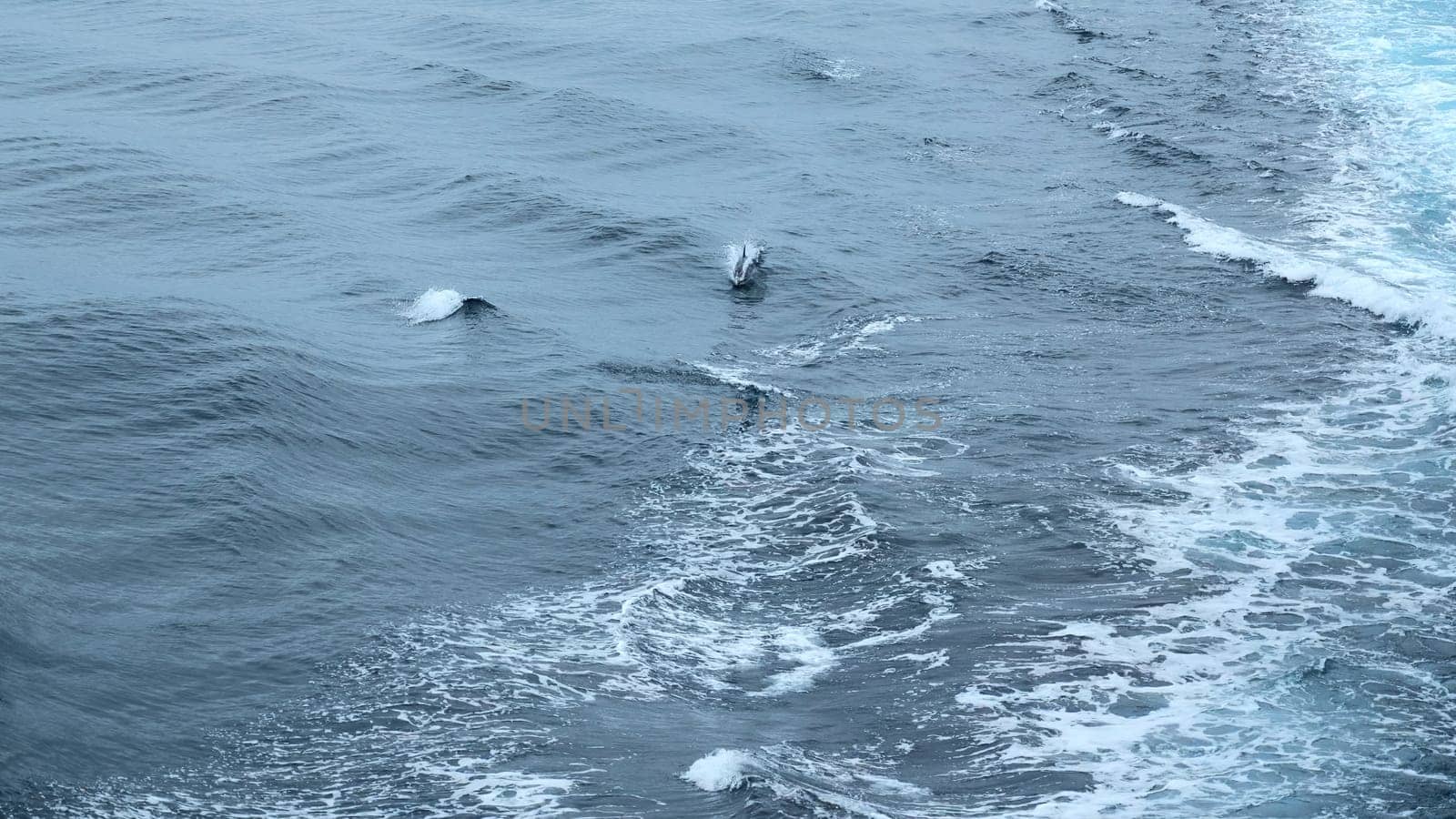 Beautiful sea surface with dolphin fins. Clip. Surface of open ocean with swimming dolphins in cloudy weather. Fins of swimming dolphins above surface of blue sea.