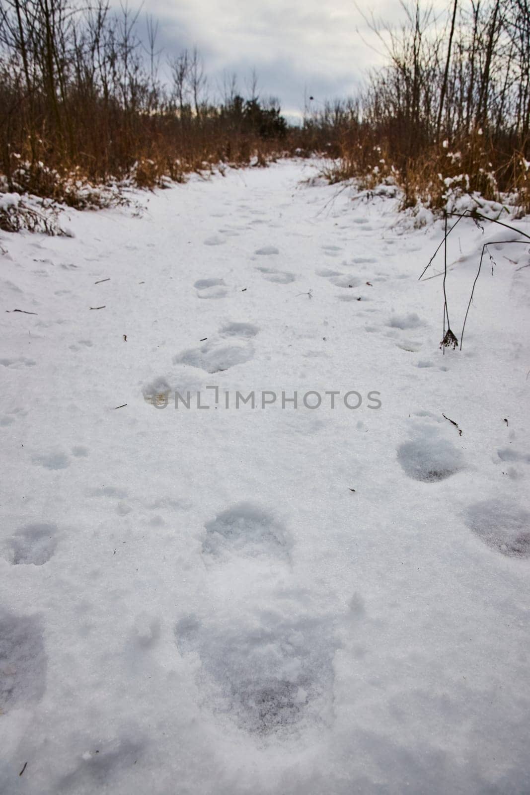 Winter Solitude in Fort Wayne - Fresh Snowfall Reveals Untrodden Path in Whitehurst Nature Preserves