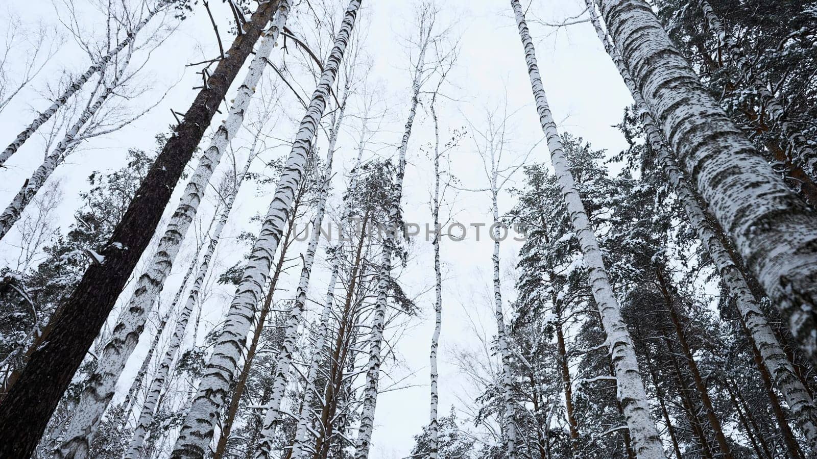 Low angle view of birch trees in winter on the background of cloudy white sky. Media. White cold ground and tall trees. by Mediawhalestock
