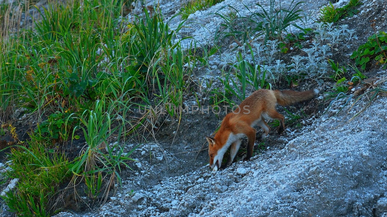 Wild fox in nature in summer. Clip. Shooting beautiful red fox in wild. Red fox runs on rocky slope with green grass. Nature and wild animals by Mediawhalestock