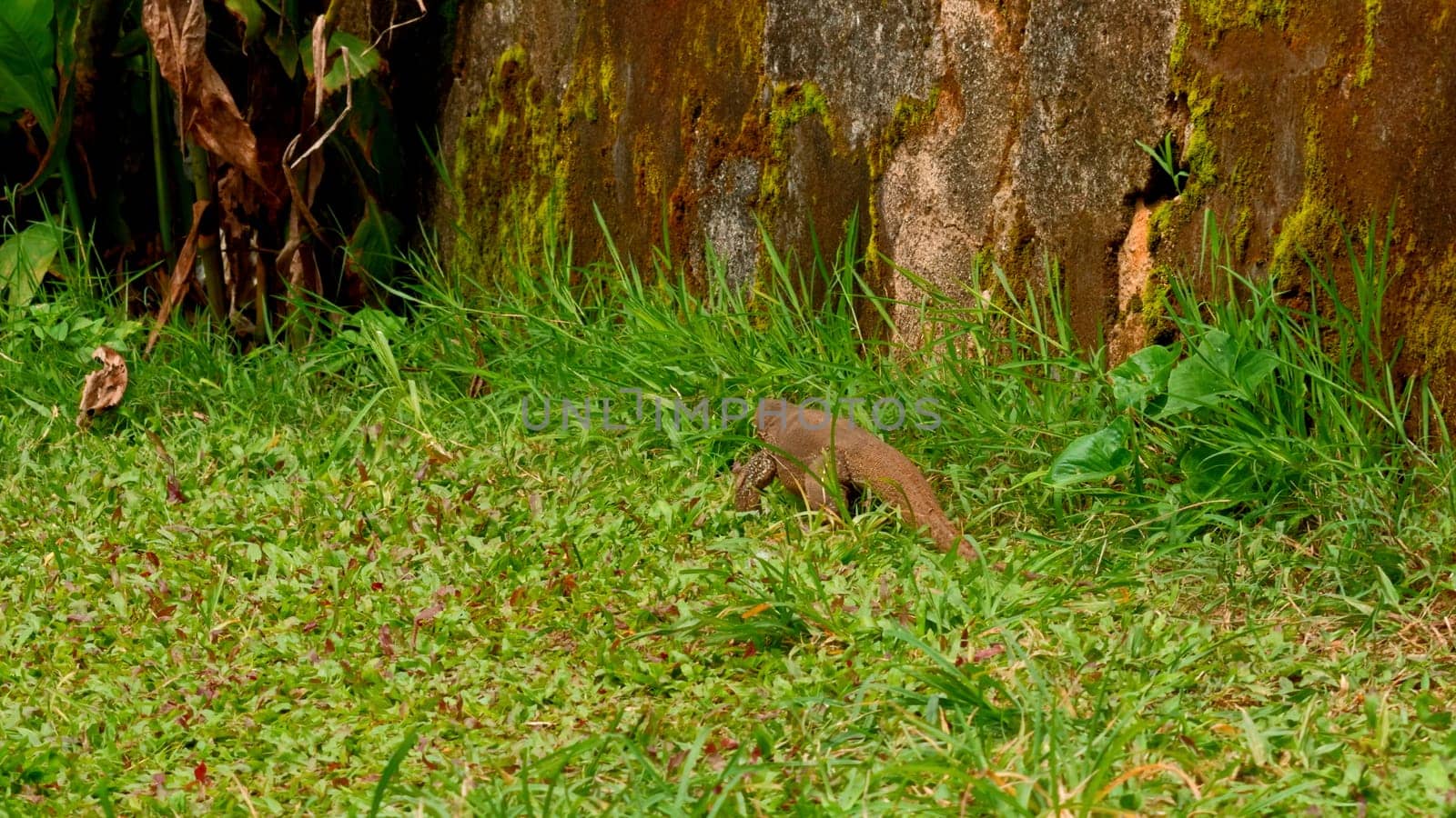 Dangerous reptile varan on meadow near tree in national park. Action. Concept of wildlife