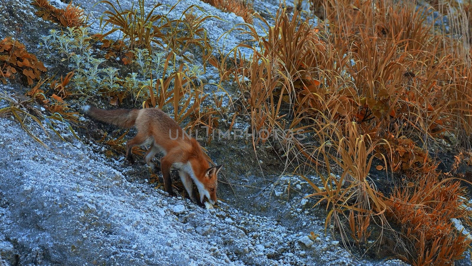 Beautiful red fox with prey in autumn grass. Clip. Fox took food in its mouth and took it away. Wild fox prey in environment with autumn grass on rocky slope by Mediawhalestock