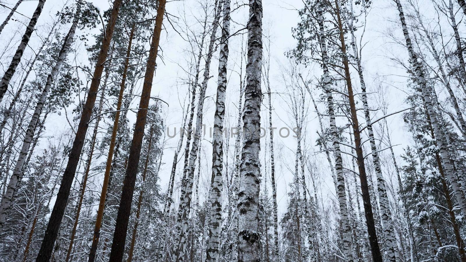 Snowy winter slope and birch tree forest. Media. Beautiful winter landscape, calm quit day in woods