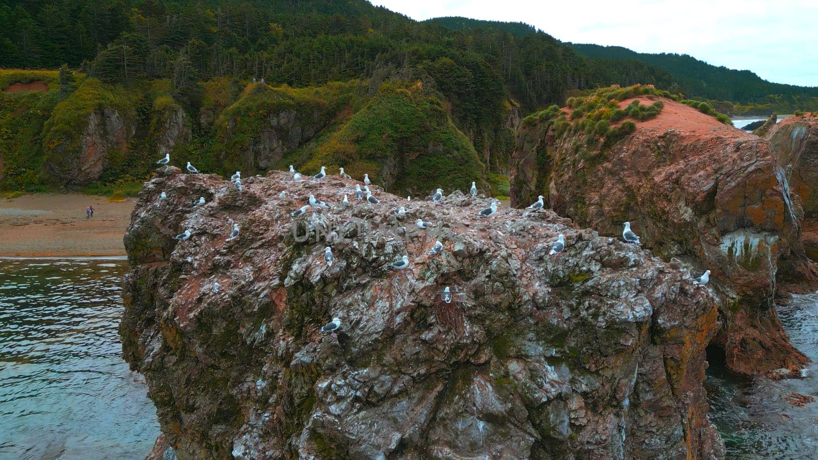 Top view of cliff with flock of seagulls. Clip. Wild coast with marine fauna on rocks in sea. Flocks of seagulls on sea rocks off coast of wild island.
