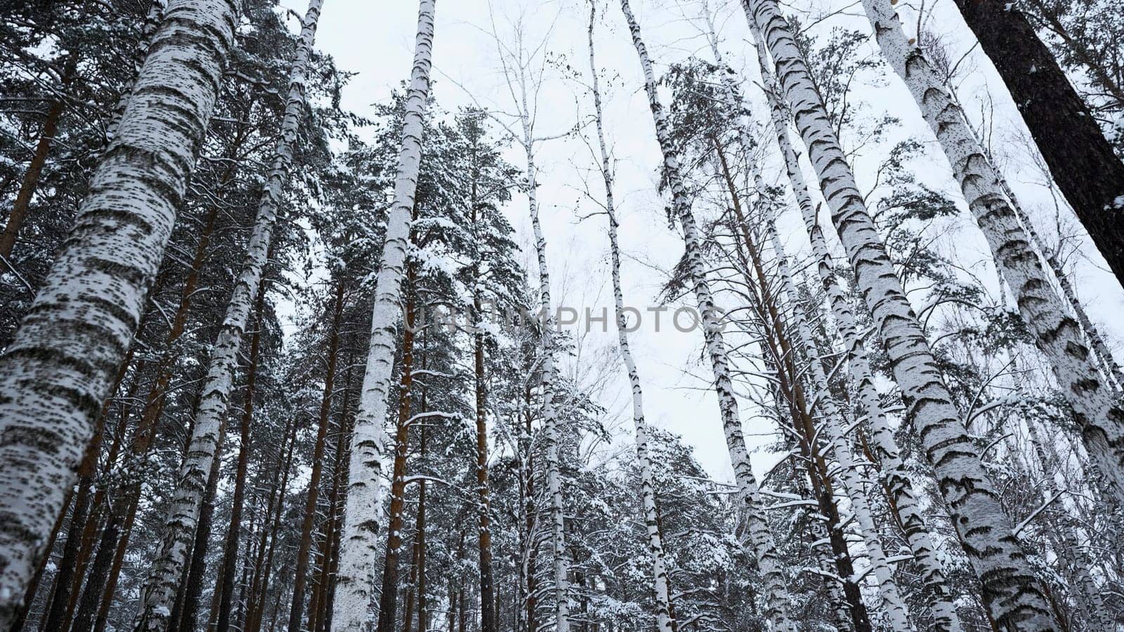 Snowy and magical quiet forest in winter. Media. Beautiful frosty morning and birch trees
