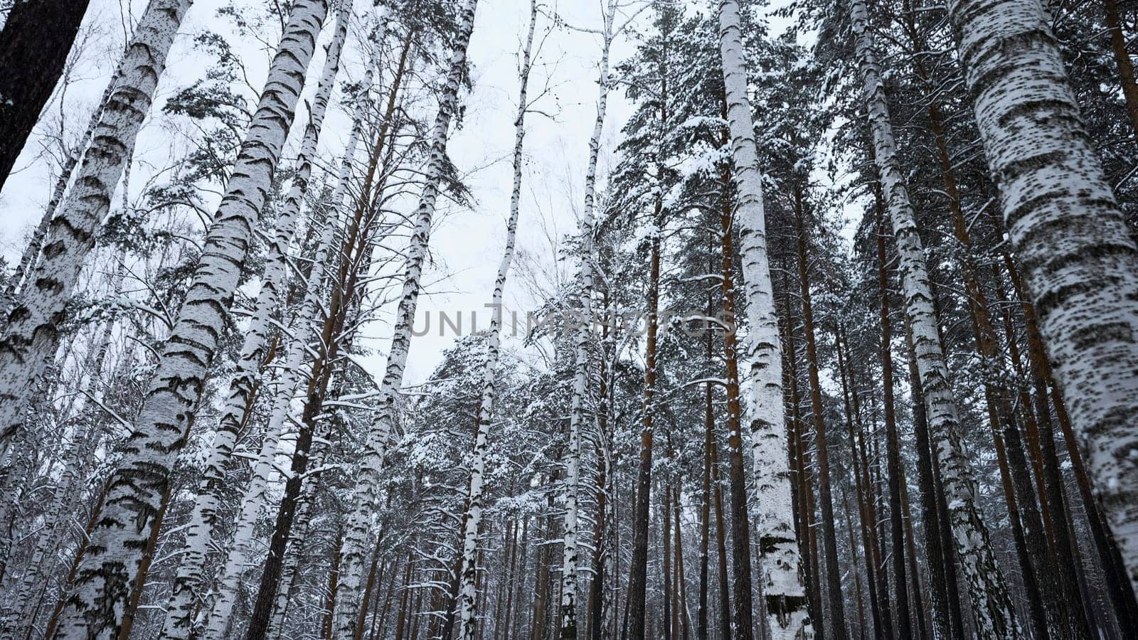 Low angle view of birch trees in winter on the background of cloudy white sky. Media. White cold ground and tall trees