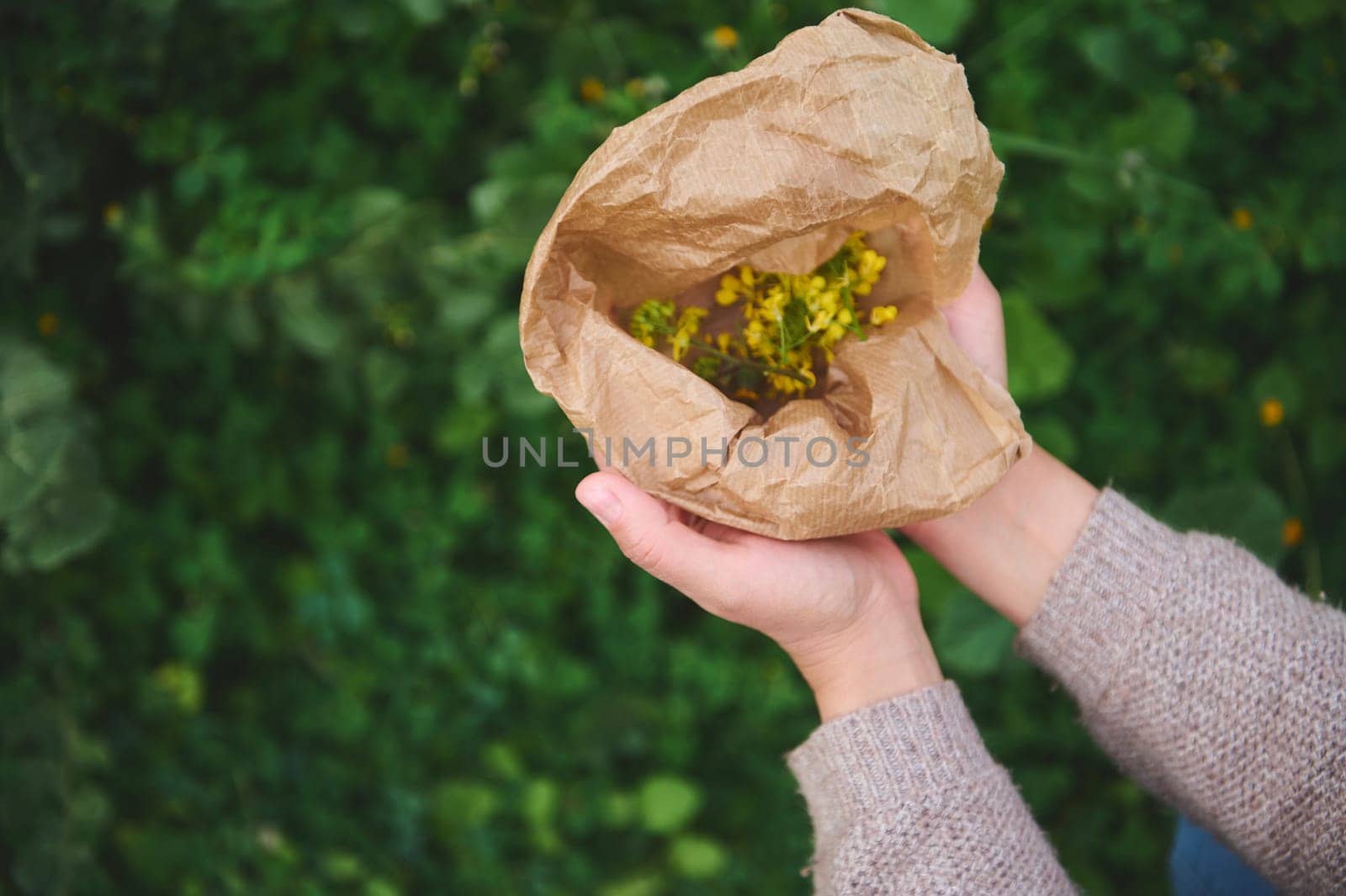 Hands of a herbalist holding recyclable paper bag with medicinal flowers while collecting healing herbs in the meadow by artgf