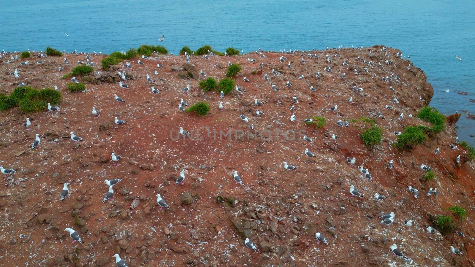 A lot of seagulls on sea rock. Clip. Top view of cinematic shooting of wildlife of coast. Zoology with seagulls on coast.