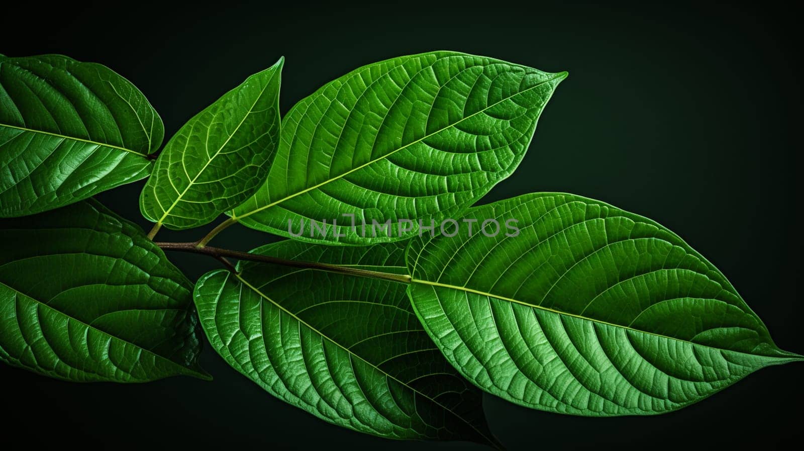 Green leaf with water drops close-up. Nature background for design , generate AI by Mrsongrphc